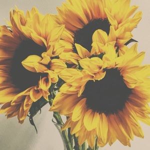 Meet your Posher, Ornella